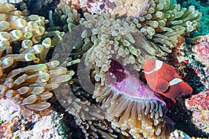 Red Clown fish in anemone Raja Ampat Papua