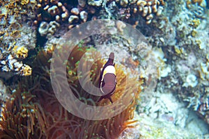 Red clownfish in actinia. Coral reef underwater photo. Clown fish in anemone. Tropical seashore snorkeling or diving