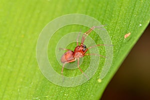 Red Clubiona spider