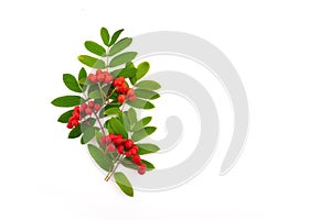 Red cluster of rowan berries with leaves isolated on white