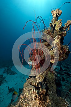 Red cluster whip and ocean