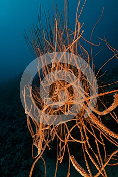 Red cluster whip and ocean.