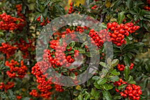 Red clusters of juicy pyracantha plant berries. Pyracantha coccinea. Evergreen dense shrub in autumn