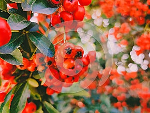 Red clusters of viburnum on a bush with green leaves. Blurred background