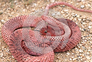 Red Coachwhip Snake