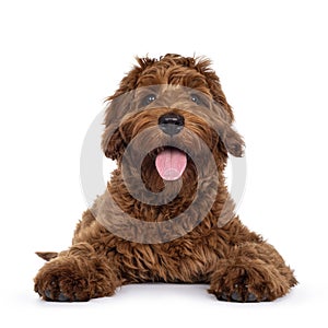 Red Cobberdog or labradoodle on white