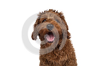 Red Cobberdog or labradoodle on white