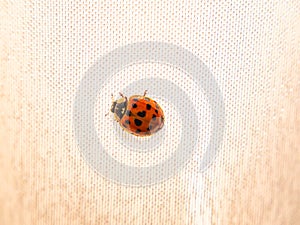 Red coccinellidae with black spots on white tissue.
