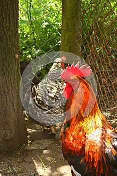 Red cock, naturaly grown in a bio farm. photo