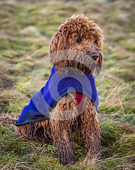 Red Cockapoo puppy sitting outdoors