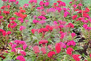 Red cockcomb flower