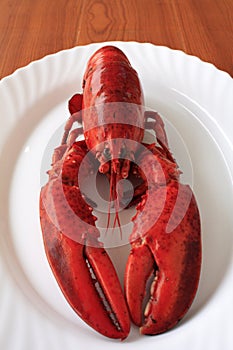 Red cocked lobster