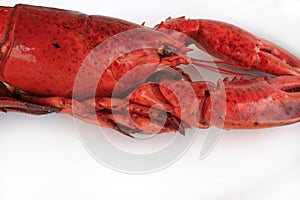 Red cocked lobster