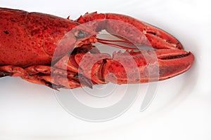 Red cocked lobster