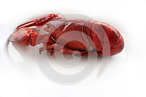 Red cocked lobster