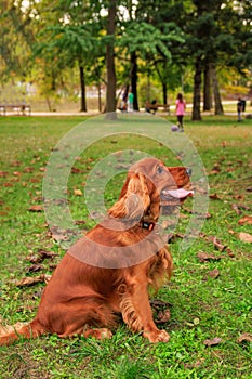 Red cocker spaniel dog on the green grass in the park