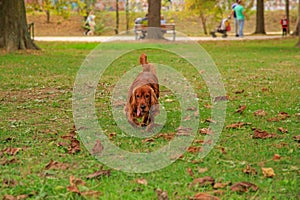 Red cocker spaniel dog on the green grass in the park