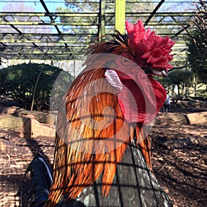 Red Cockerel in an Aviary