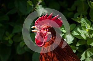 Red cockerel head shot.