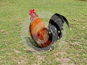 Red Cockrel in a field