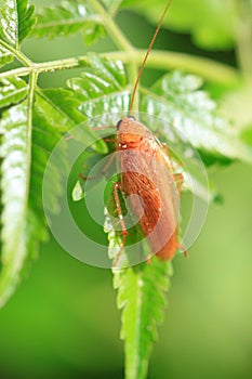 Red cockroach