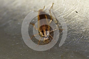 Red cockroach - Prusak, German cockroach
