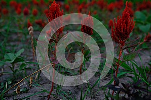 Red Cockscomb or Abanico flowers Celosia argentea are adorned in the Botanical Gardens in Bangkok for the public to see photo