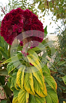 Red Cockscomb bloom flower Close up from Sarti resort of Halkidiki, Greece photo