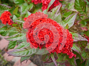 Red Cockscomb photo