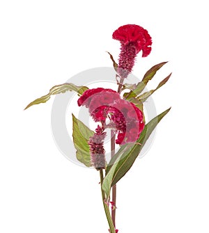 Red Cockscomb Celosia Flowers Isolated on White Background with Clipping Path
