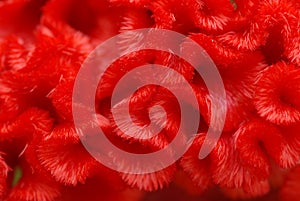 Red Cockscomb flower