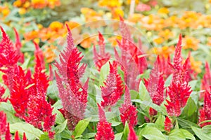 Red cockscomb flower