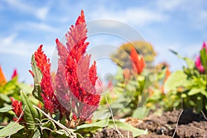 Red Cockscomb Flower or Celosia Argentea on Blue Sky Background on Left Frame