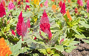 Red Cockscomb Flower or Celosia Argentea in Garden