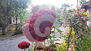 A red cockscomb flower in the morning