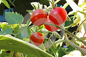 RED COCKTAIL TOMATOES IN A GARDEN ON A GREEN PLANT