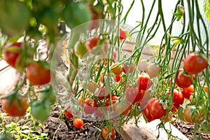 Red cocktail tomatoes in the home garden . Geranium kiss tomatoes.