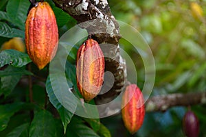 Red Cocoa pod fruit hanging on tree