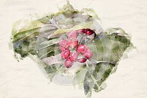 Red Coffea fruits, coffee tree. Artistic watercolor illustration.