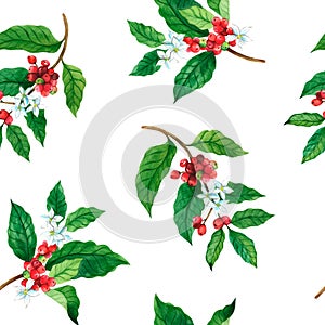 Red coffee Arabica beans on a branch with flowers isolated, watercolor illustration.