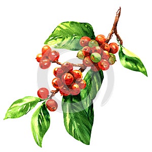 Red coffee arabica beans on branch isolated, watercolor illustration