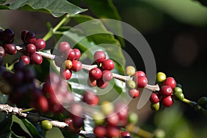 Red coffee bean