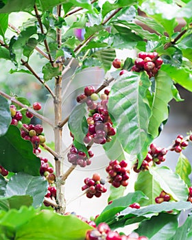 Red coffee bean on the coffee tree.