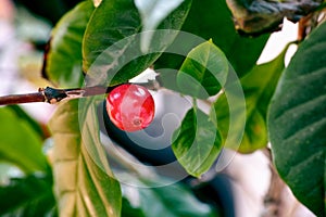 Red coffee bean growing on coffee tree branch