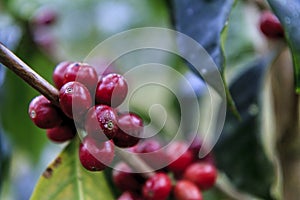 Red coffee bean in trees ready for harvest