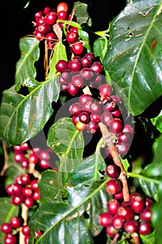 Red coffee beans