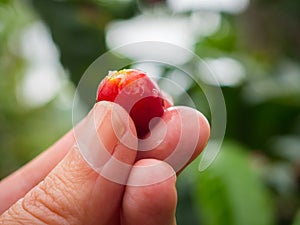 Red coffee beans