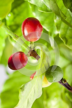 Red coffee beans