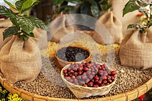 Red coffee beans and Assorted beans in bowls on wood background