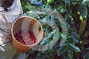 Red coffee beans in the basket